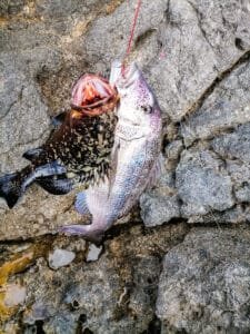 Рыбалка на острове Сапиенца