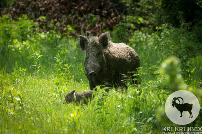 Savvaļas mežacūka ar cūku zaļā zālē** Piezīme: redzami graudi pie 100%, labāk redzami mazāki izmēri