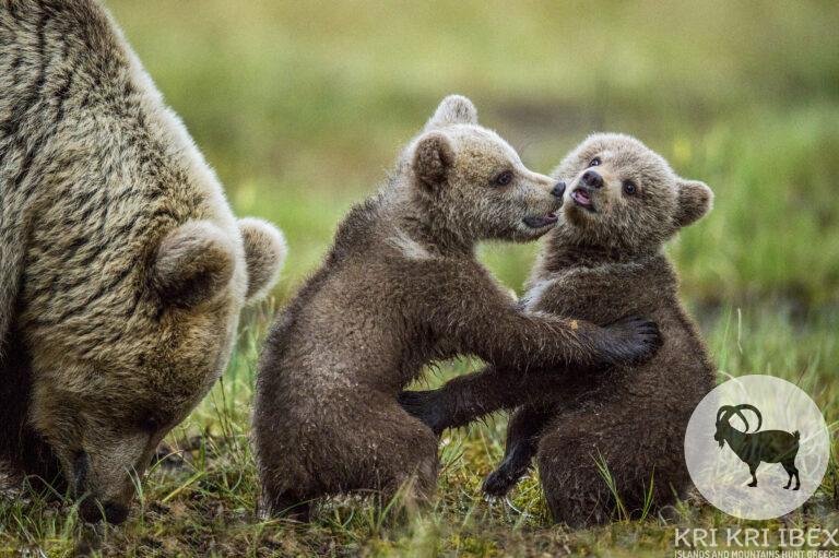 Lācene un rotaļīgi lāču mazuļi. Lāču mazuļi stāv uz pakaļkājām. Brūnā lāča mazuļi un pieaugusi lāča mātīte mežā vasaras laikā, saulrietam. Zinātniskais nosaukums: Ursus arctos.