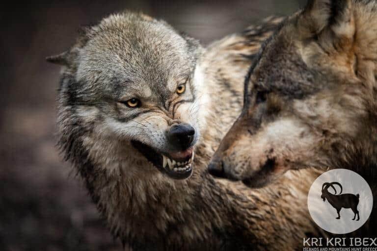 Dusmīga pelēkā vilka portrets mežā