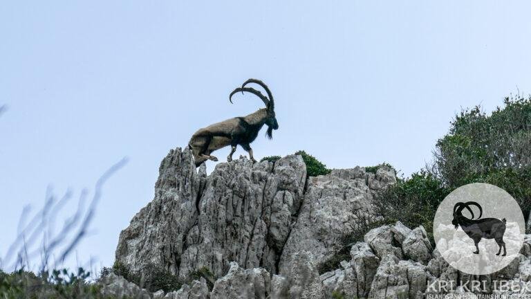 Kazaunie dzīvnieki 1